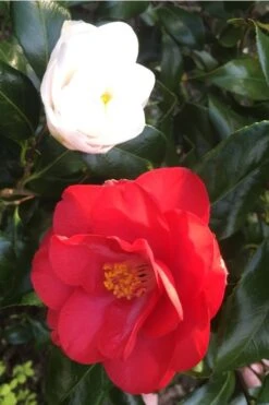 Lady Vansittart Multicolor Camellia Japonica - 1 Gallon Pot -Exquisite Plants camellia lady vansittart red flower 1