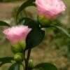 Nuccio's Pearl Camellia Japonica - 1 Gallon Pot 2 Nuccio's Pearl Camellia Japonica - 1 Gallon Pot -Exquisite Plants camellia nuccios pearl 2