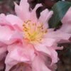 Pink Snow Camellia Sasanqua - 3 Gallon Pot -Exquisite Plants camellia pink snow 1