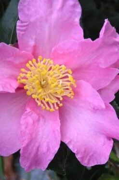 Marti Camellia - 3 Gallon Pot -Exquisite Plants camellia sasanqua marti 3
