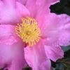 Marti Camellia - 3 Gallon Pot -Exquisite Plants camellia sasanqua marti 4