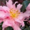 Pink Snow Camellia Sasanqua - 7 Gallon Pot (3-4') -Exquisite Plants camellia sasanqua pink snow 101