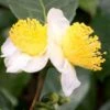 Small Leaf Tea Plant (Camellia Sinensis) - 3 Gallon Pot 2 Small Leaf Tea Plant (Camellia Sinensis) - 3 Gallon Pot -Exquisite Plants camellia sinensis small leaf tea plant 20