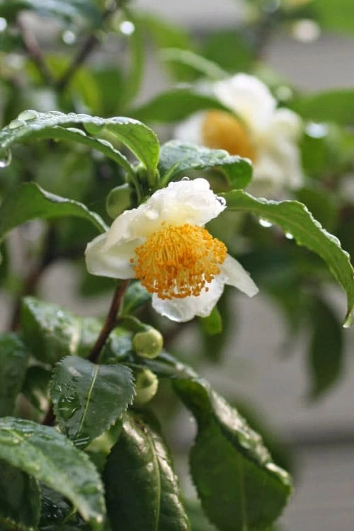 Small Leaf Tea Plant (Camellia Sinensis) - 3 Gallon Pot 6 Small Leaf Tea Plant (Camellia Sinensis) - 3 Gallon Pot - Image 4