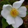 Survivor Cold Hardy White Camellia - 3 Gallon Pot 2 Survivor Cold Hardy White Camellia - 3 Gallon Pot -Exquisite Plants camellia survivor 1