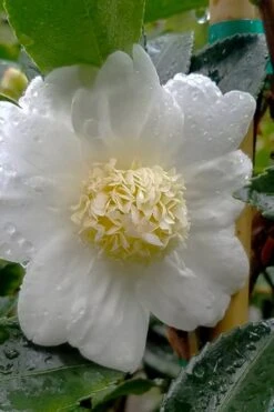 Winter's Snowman Camellia Hybrid - 1 Gallon Pot 9 Winter's Snowman Camellia Hybrid - 1 Gallon Pot -Exquisite Plants camellia winters snowman 105 3