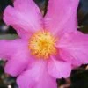 Winter's Star Cold Hardy Camellia - 3 Gallon Pot 1 Winter's Star Cold Hardy Camellia - 3 Gallon Pot -Exquisite Plants camellia winters star 20