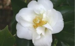 White Empress Camellia Japonica - 1 Gallon Pot -Exquisite Plants camelliawhiteempress