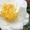 White Empress Camellia Japonica - 1 Gallon Pot -Exquisite Plants camillia white empress 5