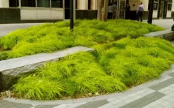 Evercolor Everillo Carex - 1 Gallon Pot -Exquisite Plants carex everillo 20