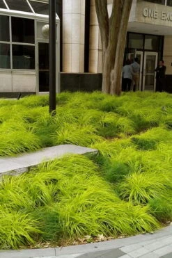 Evercolor Everillo Carex - 1 Gallon Pot -Exquisite Plants carex everillo 21