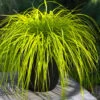 Evercolor Everillo Carex - 1 Gallon Pot -Exquisite Plants carex everillo 22