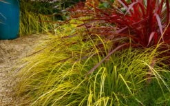 Evercolor Everillo Carex - 1 Gallon Pot -Exquisite Plants carex everillo 23