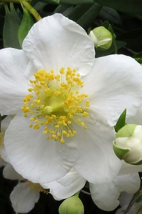 Elizabeth Bush Anemone (Carpentaria Californica) - 5 Gallon Pot 6 Elizabeth Bush Anemone (Carpentaria Californica) - 5 Gallon Pot - Image 4