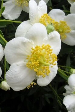Elizabeth Bush Anemone (Carpentaria Californica) - 5 Gallon Pot 15 Elizabeth Bush Anemone (Carpentaria Californica) - 5 Gallon Pot -Exquisite Plants carpentaria californica elizabeth bush anemone 3
