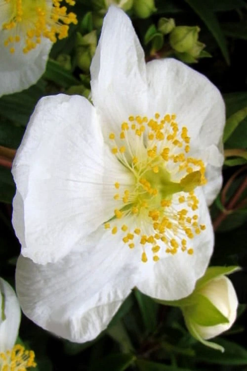 Elizabeth Bush Anemone (Carpentaria Californica) - 5 Gallon Pot 10 Elizabeth Bush Anemone (Carpentaria Californica) - 5 Gallon Pot - Image 8