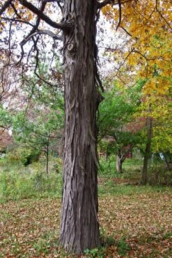Shagbark Hickory Tree (Carya Ovata) - 3 Gallon Pot -Exquisite Plants carya ovata shagbark hickory tree 1