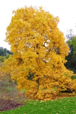 Shagbark Hickory Tree (Carya Ovata) - 3 Gallon Pot -Exquisite Plants carya ovata shagbark hickory tree 3