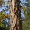 Shagbark Hickory Tree (Carya Ovata) - 3 Gallon Pot -Exquisite Plants carya ovata shagbark hickory tree bark 1