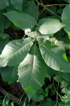 Shagbark Hickory Tree (Carya Ovata) - 3 Gallon Pot -Exquisite Plants carya ovata shagbark hickory tree leaves 3