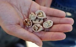 Shagbark Hickory Tree (Carya Ovata) - 3 Gallon Pot -Exquisite Plants carya ovata shagbark hickory tree nuts 4