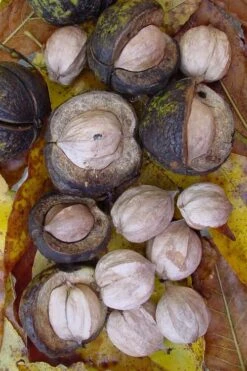 Shagbark Hickory Tree (Carya Ovata) - 3 Gallon Pot -Exquisite Plants carya ovata shagbark hickory tree nuts 5