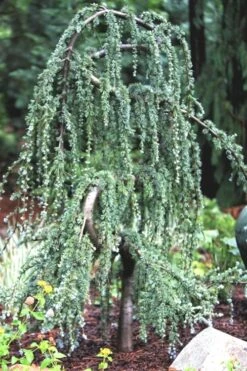 Serpentine Weeping Blue Atlas Cedar - 5 Gallon Pot 13 Serpentine Weeping Blue Atlas Cedar - 5 Gallon Pot -Exquisite Plants ceadr blue atlas serpentine 1