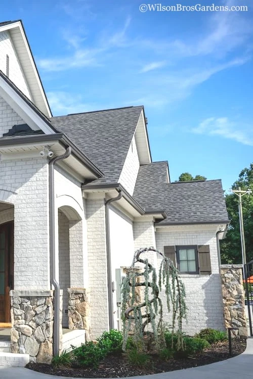 Serpentine Weeping Blue Atlas Cedar - 5 Gallon Pot 6 Serpentine Weeping Blue Atlas Cedar - 5 Gallon Pot - Image 4