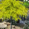 Gold Cascade Deodar Cedar (Single Trunk Topiary Tree)- 7 Gallon Pot -Exquisite Plants cedrus deodara gold cascade single trunk tree form topiary 2