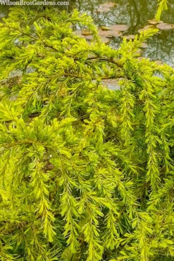 Gold Cascade Deodar Cedar (Single Trunk Topiary Tree)- 7 Gallon Pot -Exquisite Plants cedrus deodara gold cascade single trunk tree form topiary 3