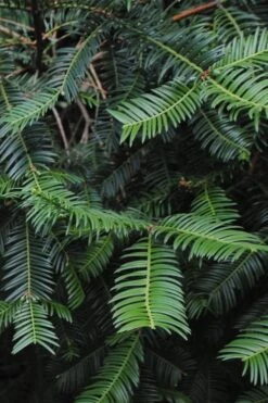 Japanese Plum Yew Tree (Cephalotaxus Harringtonia) - 3 Gallon Pot -Exquisite Plants cephalotaxus harringtonia tree 2