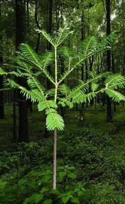 Japanese Plum Yew Tree (Cephalotaxus Harringtonia) - 3 Gallon Pot -Exquisite Plants cephalotaxus harringtonia tree 6