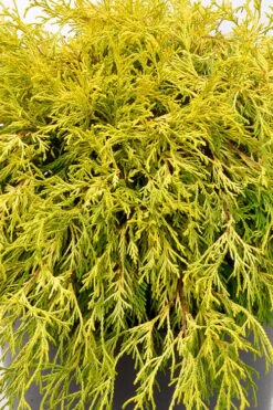 Gold Mop Threadleaf Cypress Tree (Standard Topiary) - 5 Gallon Pot 8 Gold Mop Threadleaf Cypress Tree (Standard Topiary) - 5 Gallon Pot -Exquisite Plants chamaecyparis pisifera gold mop single trunk topiary tree 2