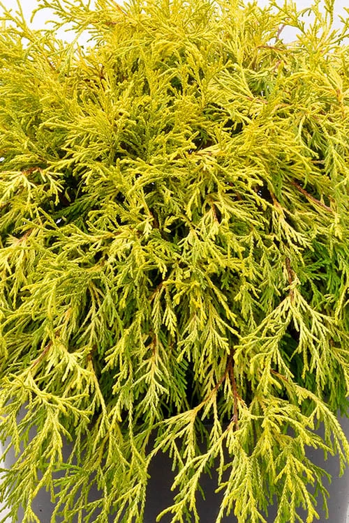 Gold Mop Threadleaf Cypress Tree (Standard Topiary) - 5 Gallon Pot 5 Gold Mop Threadleaf Cypress Tree (Standard Topiary) - 5 Gallon Pot - Image 4