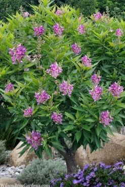 El Nino Desert Orchid (Chitalpa) - 3 Gallon Pot -Exquisite Plants chitalpa el nino desert orchid 10