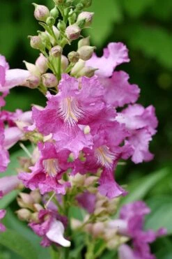 El Nino Desert Orchid (Chitalpa) - 3 Gallon Pot -Exquisite Plants chitalpa el nino desert orchid 2