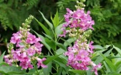 El Nino Desert Orchid (Chitalpa) - 3 Gallon Pot -Exquisite Plants chitalpa el nino desert orchid 3