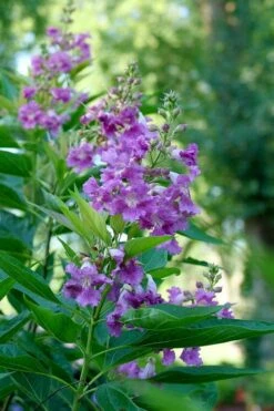 El Nino Desert Orchid (Chitalpa) - 3 Gallon Pot -Exquisite Plants chitalpa el nino desert orchid 6