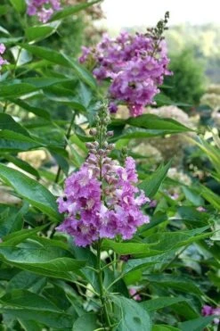 El Nino Desert Orchid (Chitalpa) - 3 Gallon Pot -Exquisite Plants chitalpa el nino desert orchid 8