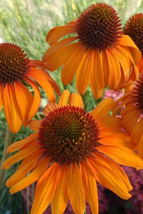 Tiki Torch Orange Coneflower (Echinacea) - 1 Gallon Pot 6 Tiki Torch Orange Coneflower (Echinacea) - 1 Gallon Pot - Image 4