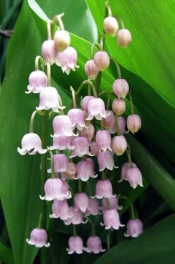 Pink Lily Of The Valley (Convallaria Majalis 'Rosea') - 1 Gallon Pot 10 Pink Lily Of The Valley (Convallaria Majalis 'Rosea') - 1 Gallon Pot -Exquisite Plants convallaria majalis rosea pink lily of the valley 1