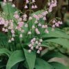 Pink Lily Of The Valley (Convallaria Majalis 'Rosea') - 1 Gallon Pot 1 Pink Lily Of The Valley (Convallaria Majalis 'Rosea') - 1 Gallon Pot -Exquisite Plants convallaria majalis rosea pink lily of the valley 2