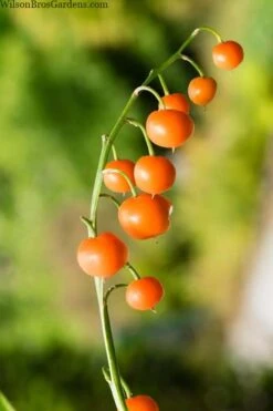 Pink Lily Of The Valley (Convallaria Majalis 'Rosea') - 1 Gallon Pot 11 Pink Lily Of The Valley (Convallaria Majalis 'Rosea') - 1 Gallon Pot -Exquisite Plants convallaria majalis rosea pink lily of the valley 5