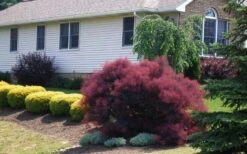 Velveteeny Purple Smoke Bush (Cotinus Coggygria) - 3 Gallon Pot -Exquisite Plants cotinus coggygria velveteeny dwarf purple smoke bush 1