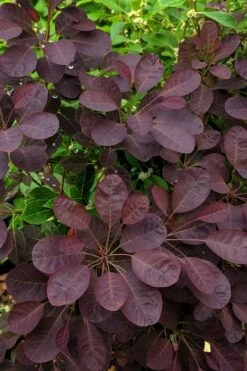 Velveteeny Purple Smoke Bush (Cotinus Coggygria) - 3 Gallon Pot -Exquisite Plants cotinus coggygria velveteeny dwarf purple smoke bush 3