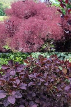 Velveteeny Purple Smoke Bush (Cotinus Coggygria) - 3 Gallon Pot -Exquisite Plants cotinus coggygria velveteeny dwarf purple smoke bush 7
