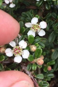 Streib's Findling Cotoneaster - 1 Gallon Pot 18 Streib's Findling Cotoneaster - 1 Gallon Pot -Exquisite Plants cotoneaster dammeri streibs findling 3