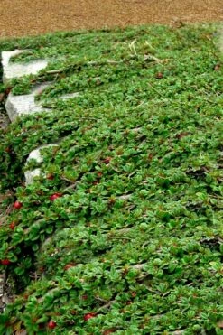 Streib's Findling Cotoneaster - 1 Gallon Pot 16 Streib's Findling Cotoneaster - 1 Gallon Pot -Exquisite Plants cotoneaster dammeri streibs findling 5