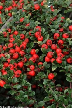 Streib's Findling Cotoneaster - 1 Gallon Pot 15 Streib's Findling Cotoneaster - 1 Gallon Pot -Exquisite Plants cotoneaster dammeri streibs findling 8