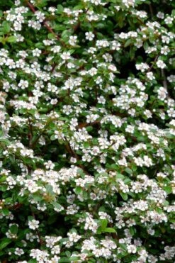 Streib's Findling Cotoneaster - 1 Gallon Pot 14 Streib's Findling Cotoneaster - 1 Gallon Pot -Exquisite Plants cotoneaster dammeri streibs findling 9